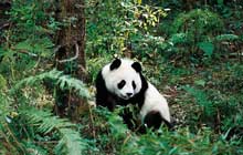 The Great Panda