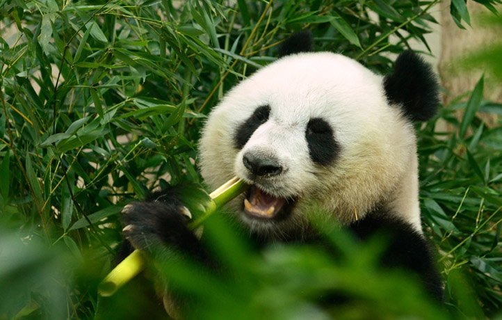 Chengdu Chengdu